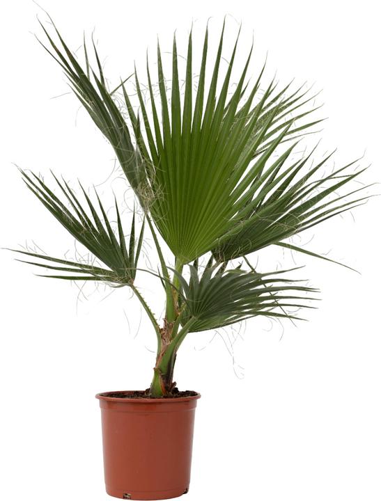 Actual product image Plant in a Box Washingtonia Robusta - Mexikanische Fächerpalme (70 cm)