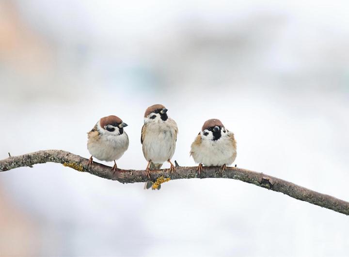 Image du produit Swissinno Vogel-Futtersilo "Davos" SMART BIRDS. Grün