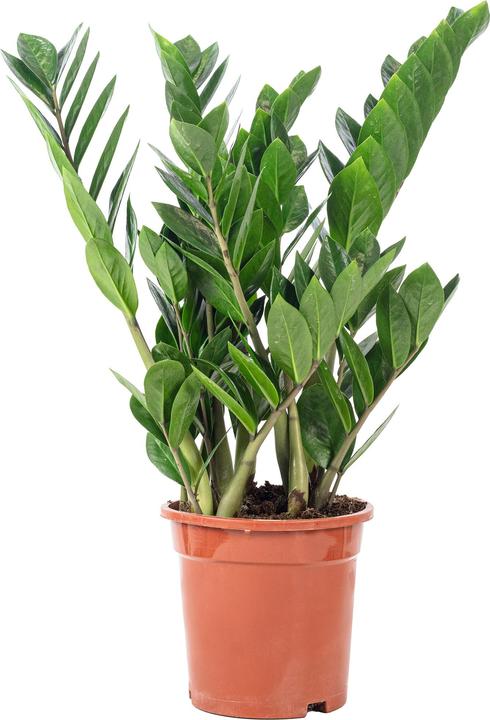 Immagine prodotto Flowerbox Piuma fortunata - Zamioculcas zamiifolia (55 cm)