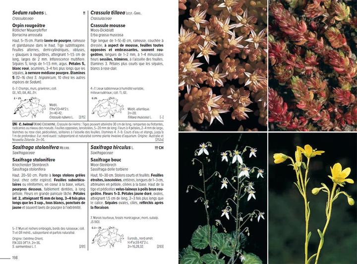 Image du produit Flora Helvetica - Flore illustrée de Suisse (Français, Andreas Gygax, Konrad Lauber, Gerhart Wagner, 2024)