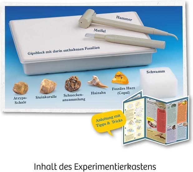 Actual product image Kosmos Fossils