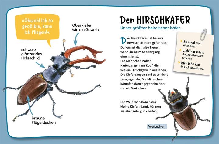 Actual product image Kosmos Mein erster Naturführer, Was lebt im Wald? (German, Julia Hiller, 2023)