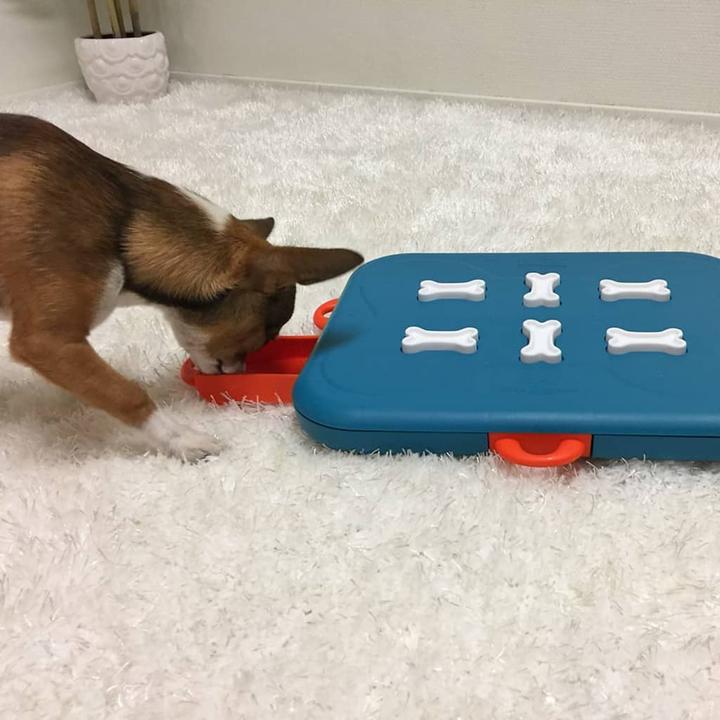 Actual product image Nina Ottosson Dog Casino (Intelligence toy dog)