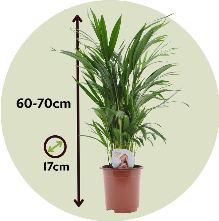 Image du produit Plant in a Box Dypsis Lutescens - Palmier à fruits d'or d'Areca (60 cm)