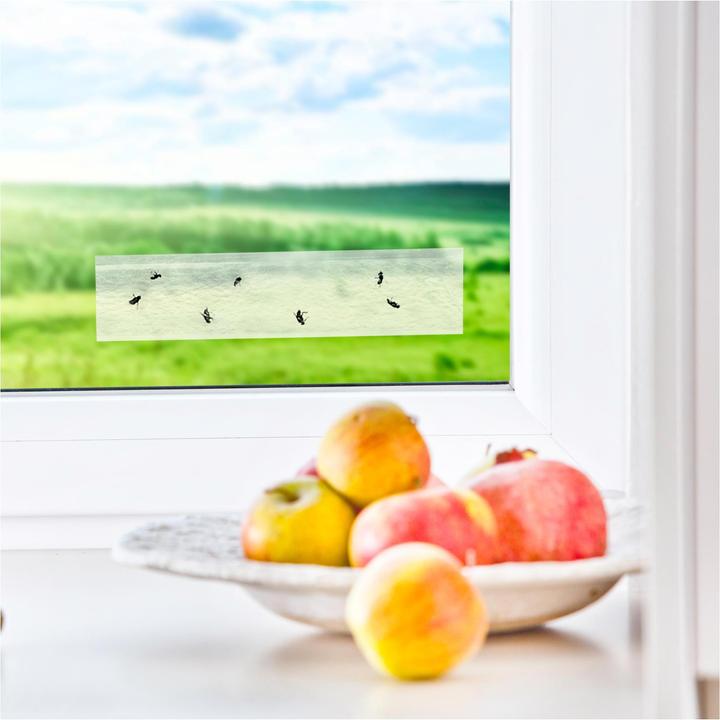 Image du produit Windhager Piège à mouches pour fenêtres