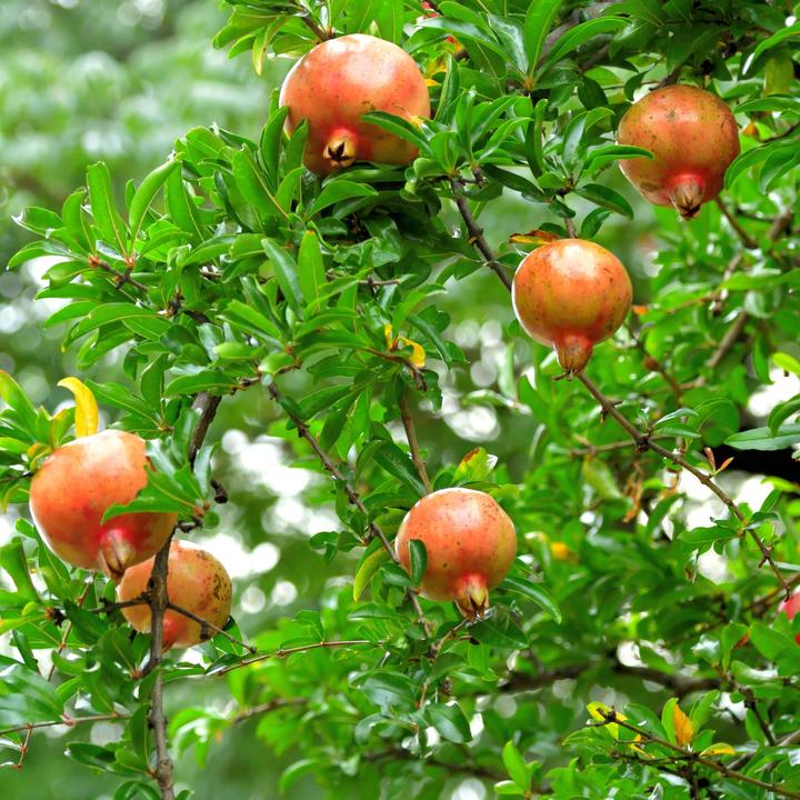 Produktbild Plant in a Box Punica Granatum - 3er Set Granatapfelbaum (25 cm)