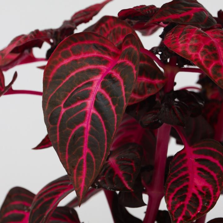 Immagine prodotto Plant in a Box Iresine Herbstii - Set di 2 foglie di sangue (20 cm)