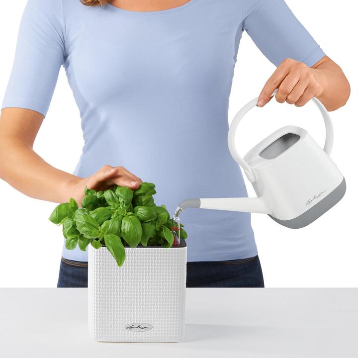 Immagine prodotto Lechuza Green Wall Home Kit (15 cm)