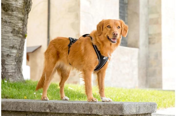 Produktbild Curli Geschirr Magnetic Belka Comfort (M, Hund, Allgemein)