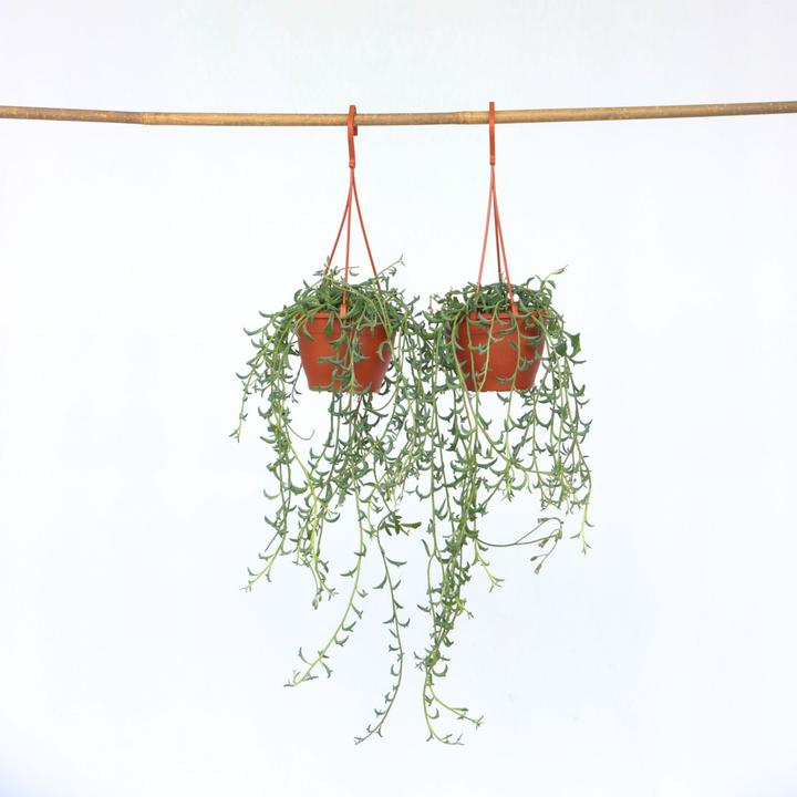 Image du produit Plant in a Box Senecio peregrinus - Lot de 2 plantes dauphin (10 cm)