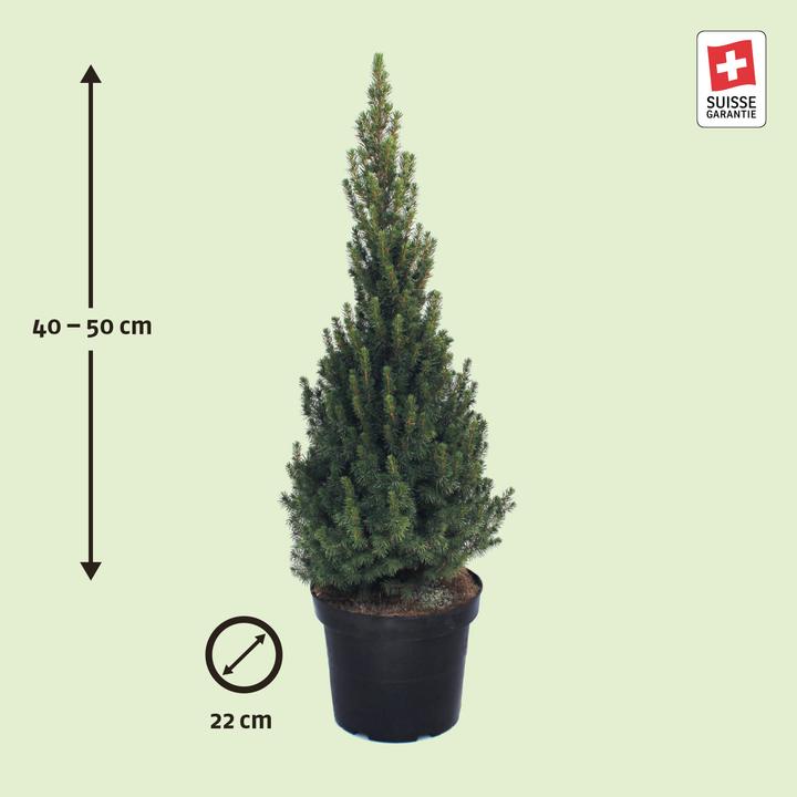 Produktbild Zulauf Zuckerhut-Fichte / Picea glauca 'Conica' (50 cm)