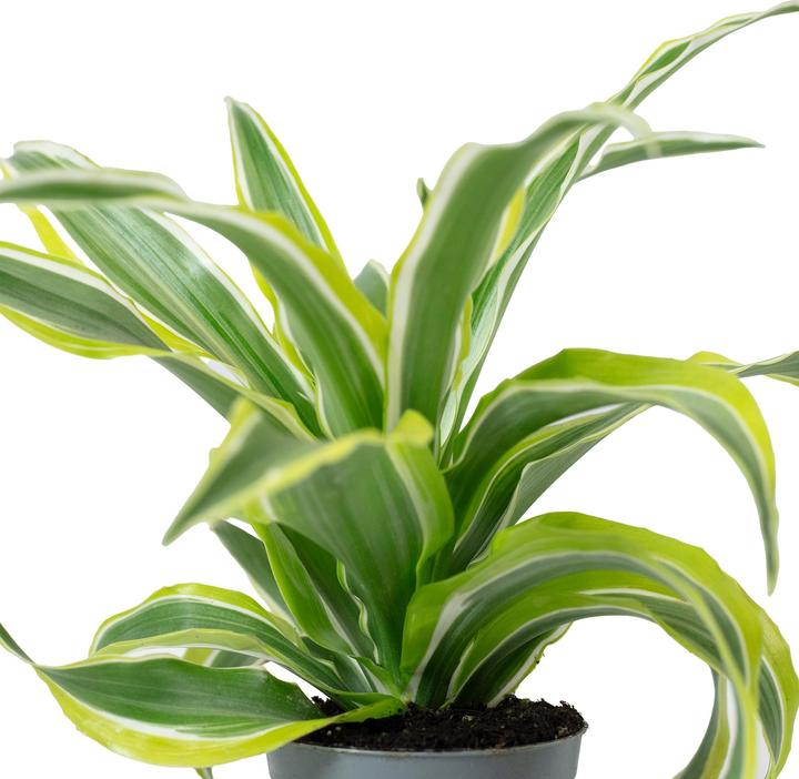 Image du produit Flowerbox Dragonnier Lemon Surprise - Dracaena Deremensis Fragrans Lemon Surprise (6 cm)