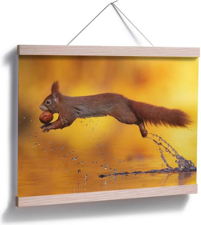 Actual product image Trenddeko van Duijn - Squirrel jumping (80 x 60 cm)