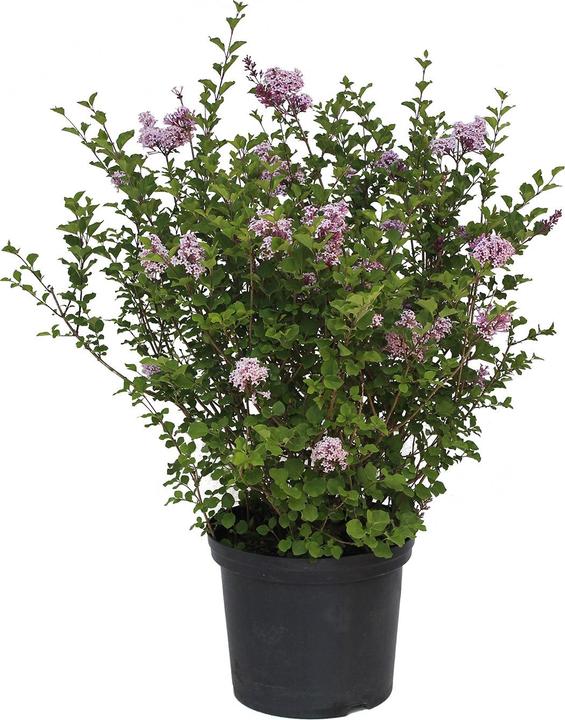 Image du produit Zulauf Zwerg-Flieder / Syringa meyeri 'Palibin' (80 cm)