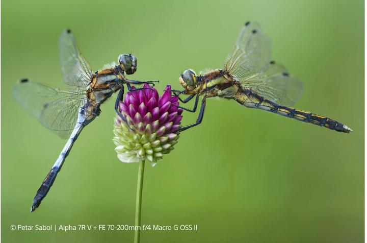 Produktbild Sony FE 70-200mm f/4 Macro G OSS II (Sony E, Vollformat, APS-C / DX)