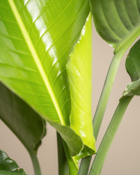Immagine prodotto feey Strelitzia XL (110 cm, Appena rinvasata)
