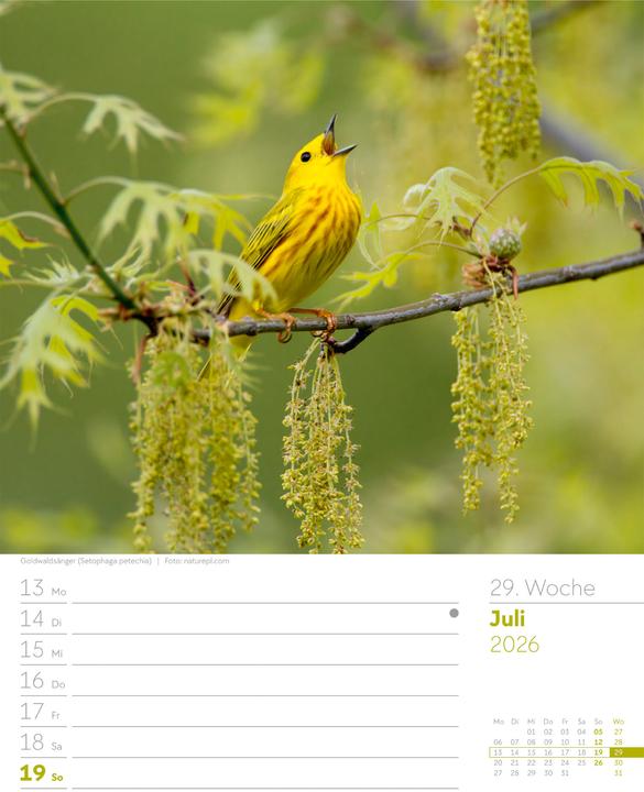 Actual product image Vögel - Tier-Wochenplaner 2026 (25 x 33 cm, German)