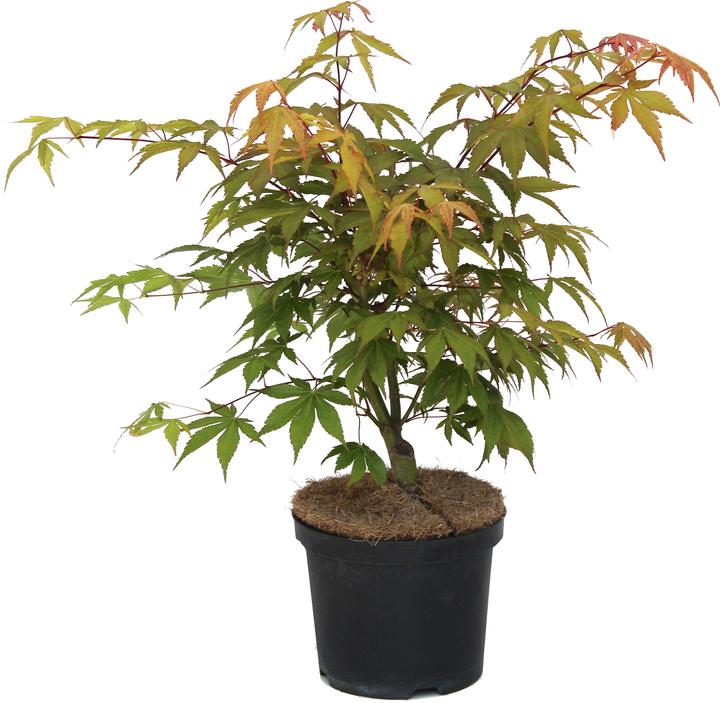 Image du produit Zulauf Erable du Japon (50 cm)