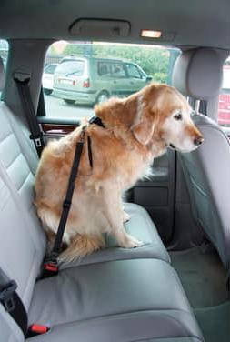 Immagine prodotto Swisspet Imbracatura di sicurezza DogSafe per cani (L, Cane, Generale)