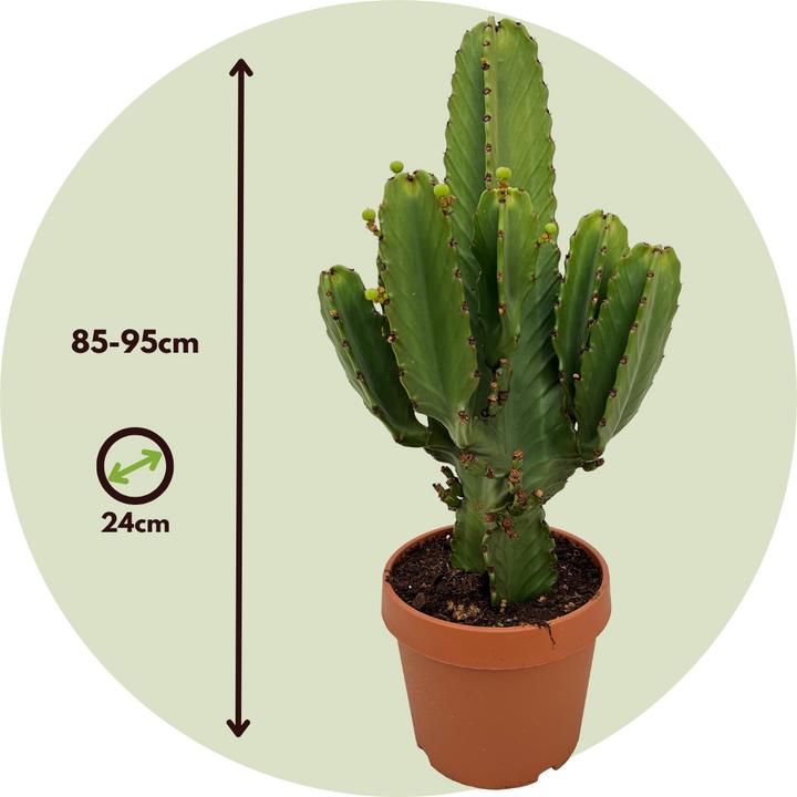 Actual product image Plant in a Box Euphorbia Ingens - Cowboy Cactus (85 cm)