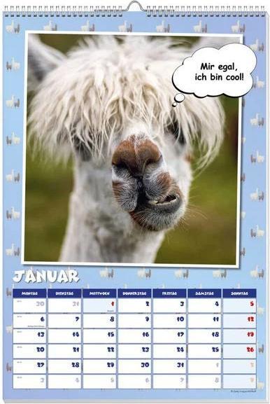 Actual product image Cool llamas poster calendar 2025 (German)