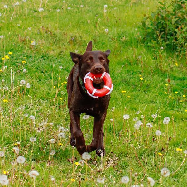 Actual product image Nobby TPR life ring with rope (Dog chew toy)