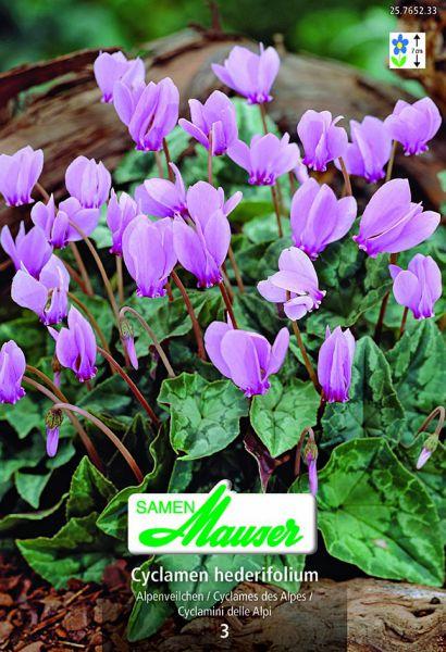 Image du produit Samen Mauser Cyclamen hederifolium (Graines de fleurs)