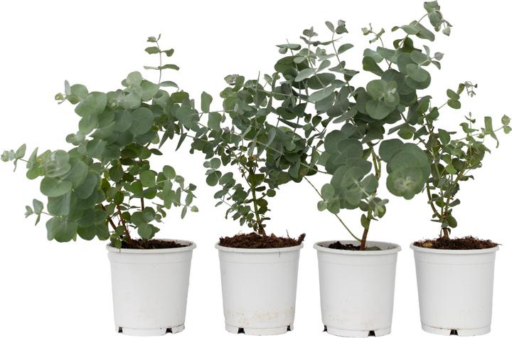 Produktbild Plant in a Box Eucalyptus Pulverulenta - 6er Set Silberblättriger Eukalyptus (25 cm)