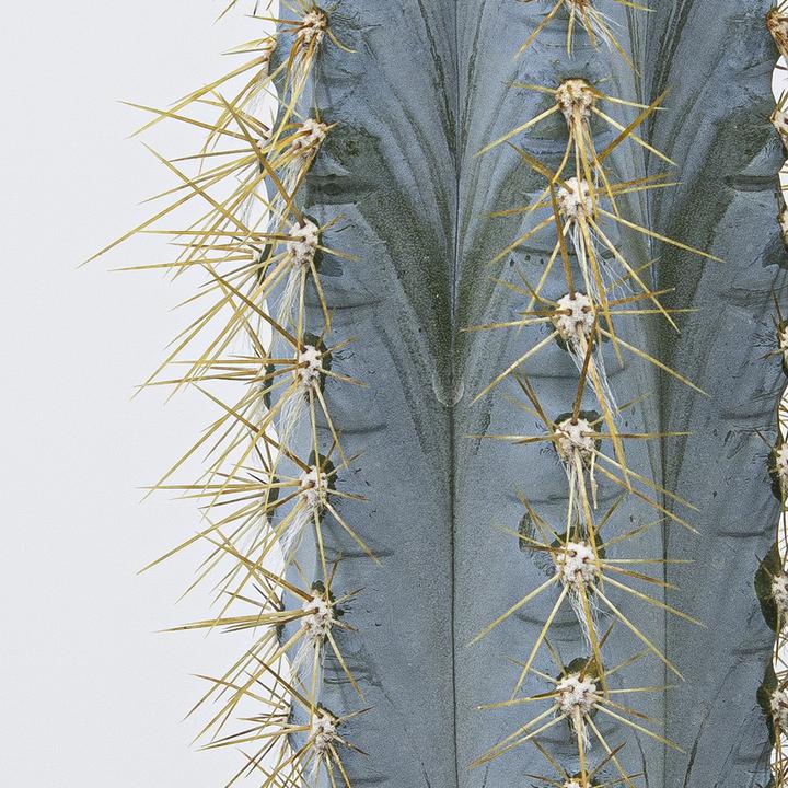 Image du produit Kakteen Gautschi Groupe Pilosocereus azureus (40 cm)