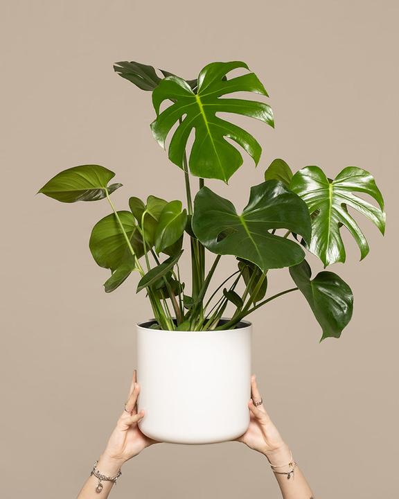 Actual product image feey Large Monstera (65 cm, Freshly repotted)