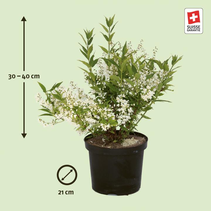 Produktbild Zulauf Zierliche Deutzie / Deutzia gracilis (30 cm)