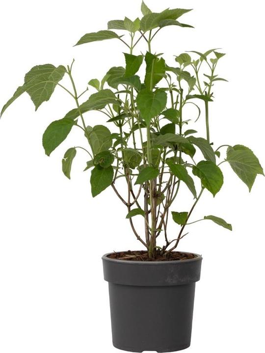 Immagine prodotto Plant in a Box Ortensia Forte Annabelle - Ortensia (30 cm)