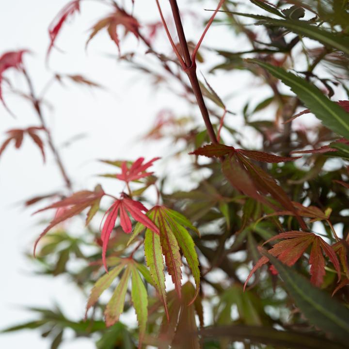 Immagine prodotto Plant in a Box Acer palmatum 'Shaina' - Acero giapponese (80 cm)