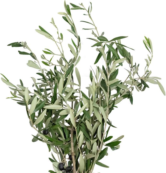 Actual product image Flowerbox olive leaves (Dried flowers)
