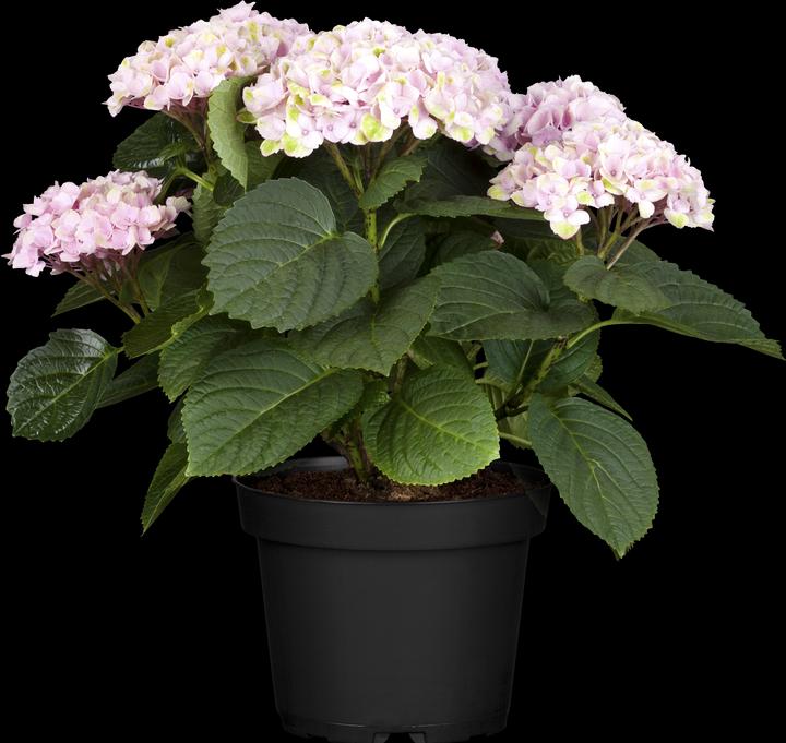 Hydrangea Hydrangea Magical Four Seasons