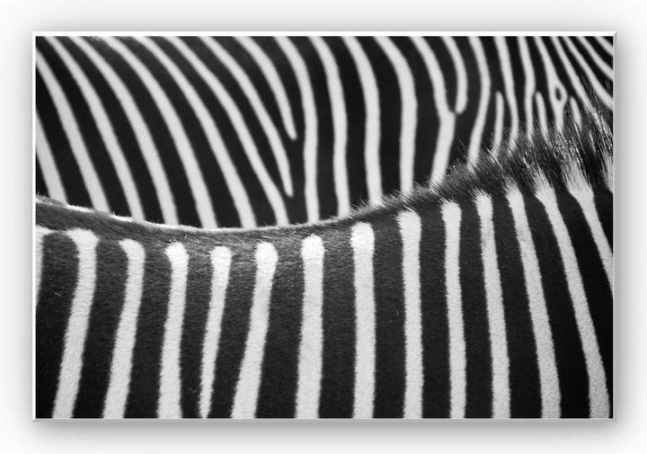 Actual product image Trenddeko Zebra pattern (30 x 20 cm)
