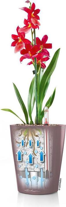 Produktbild Lechuza Deltini (15 cm)