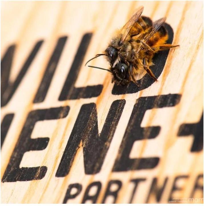 Immagine prodotto Wildbiene BeeHome One (Api)