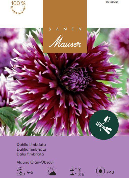 Produktbild Samen Mauser Hirschgeweih-Dahlie Alauna Clair-Obscur (Blumensamen)
