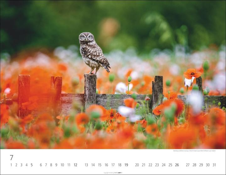Actual product image Eulen Kalender 2026 (44 x 34 cm, Hardcover, German, English)