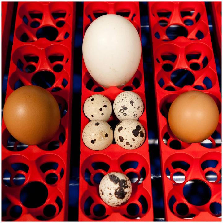 Image du produit APS Couveuse à oeufs entièrement automatique - 49 oeufs
