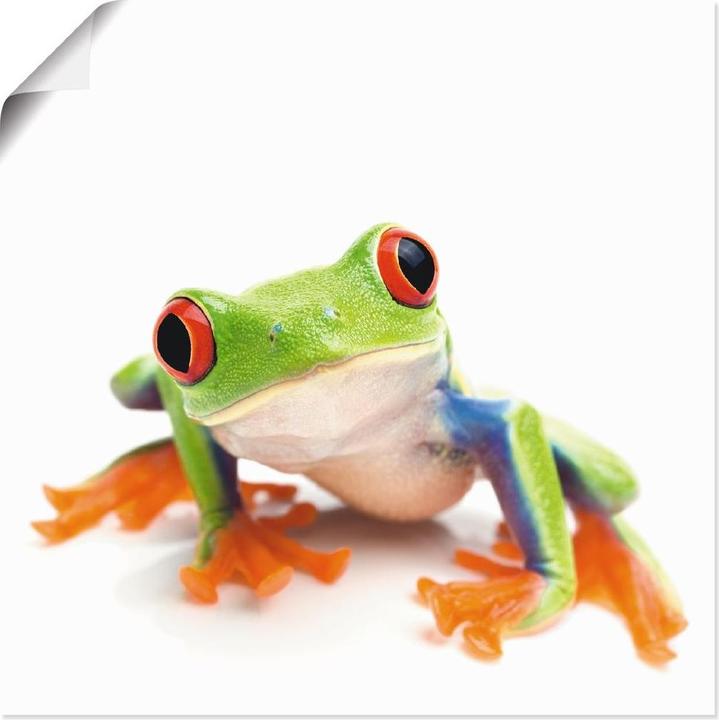 Actual product image Artland Canvas picture on stretcher large picture of a frog in front of white T5WY (30x30 cm)