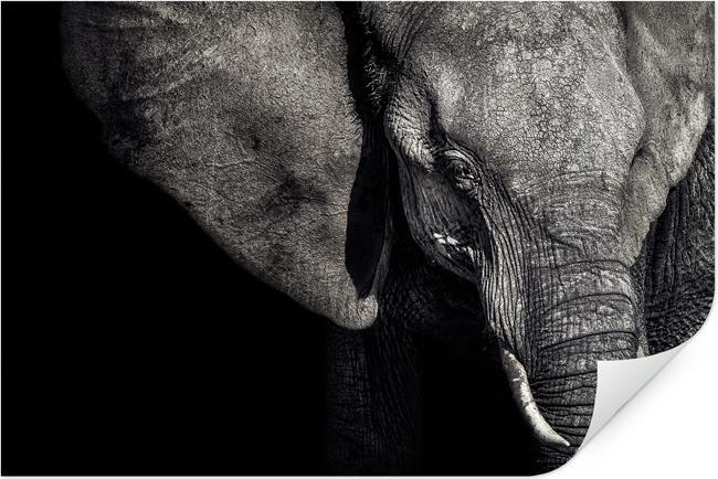 Actual product image Trenddeko Matriarch (100 x 70 cm)