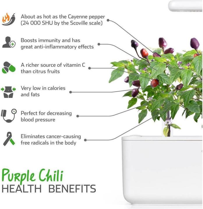 Actual product image Click and Grow Purple Chili (Vegetable seeds)