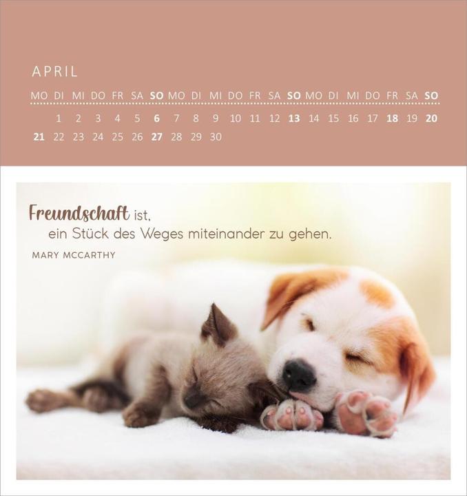 Produktbild Wandkalender Katzenweisheiten 2025 (Harter Einband, Deutsch)