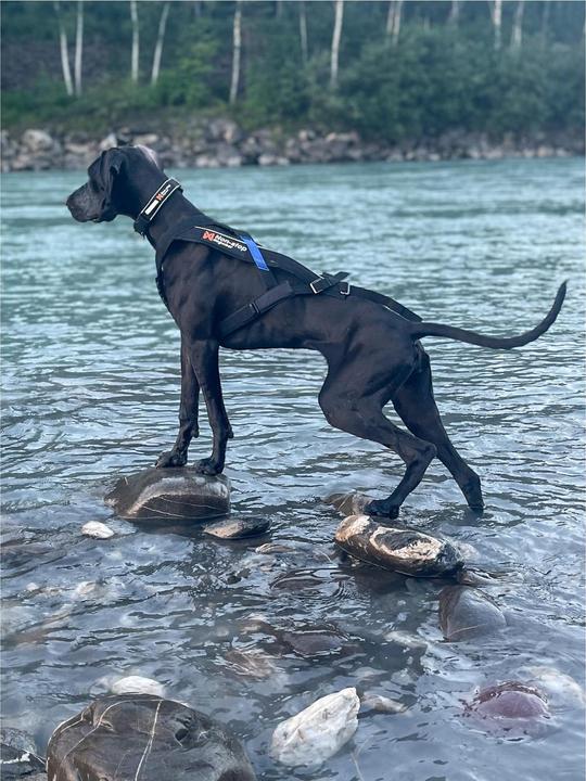 Actual product image Non-Stop Dogwear Freemotion pull harness running harness sport harness (8, Dog, Dog sport)