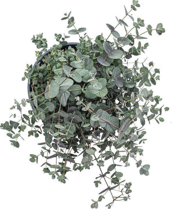 Immagine prodotto Flowerbox Eucalipto - Eucalyptus gunnii (45 cm)
