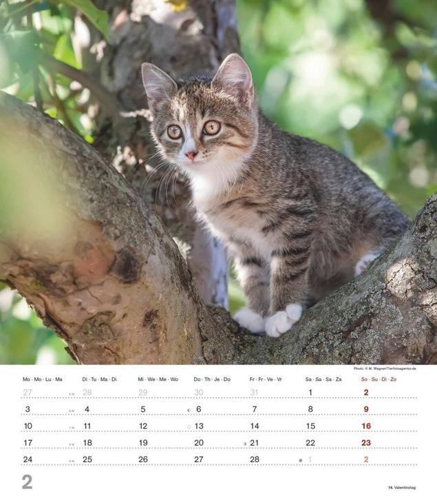 Actual product image Alpha Edition Cute kittens 2025 picture calendar, 30x34cm, calendar with cute kittens (30 x 34 cm, Hardcover, German)