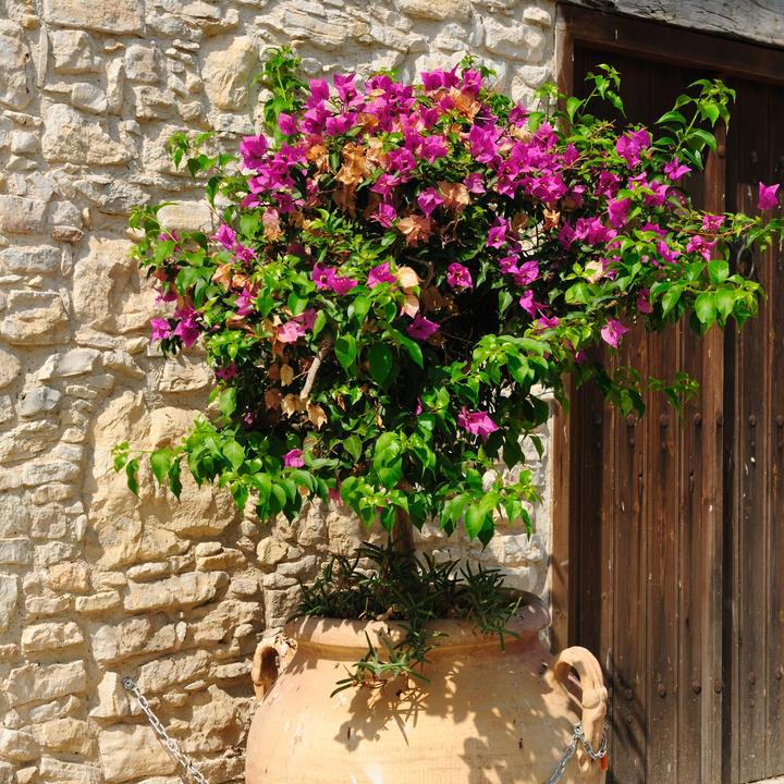 Immagine prodotto Plant in a Box Bougainvillea 'Alexandra' (50 cm)