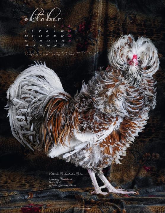 Produktbild Pretty Chicks Kalender 2026 (34 x 44 cm, Deutsch)